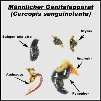 Cercopis