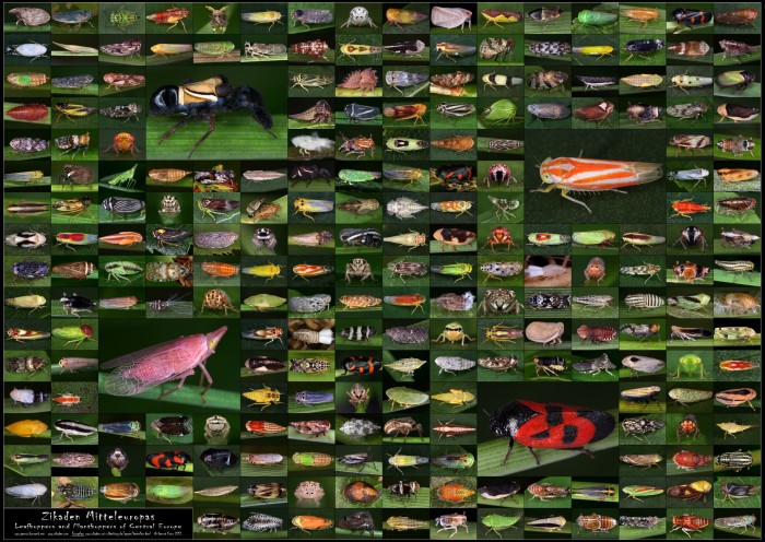Poster Planthoppers & Leafhoppers of Europe